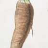 Mandrake